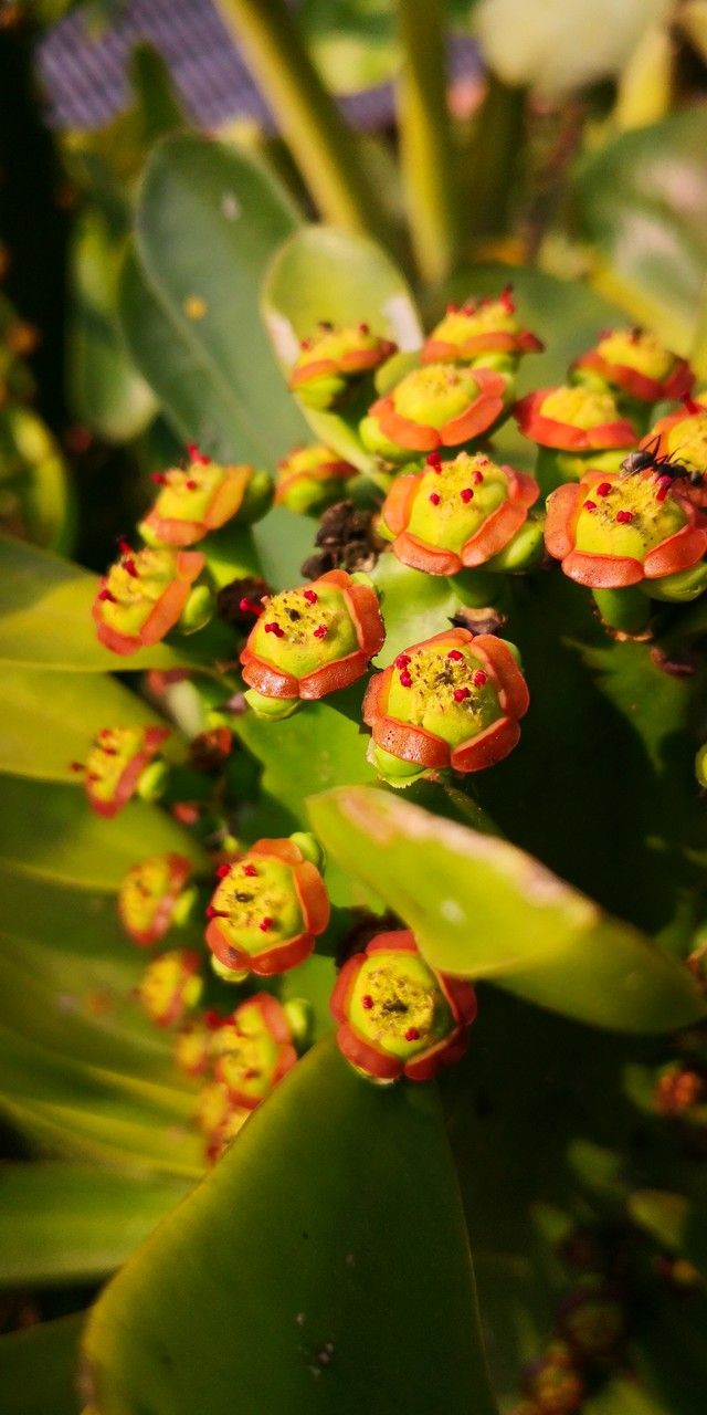 Euphorbia neriifolia flower