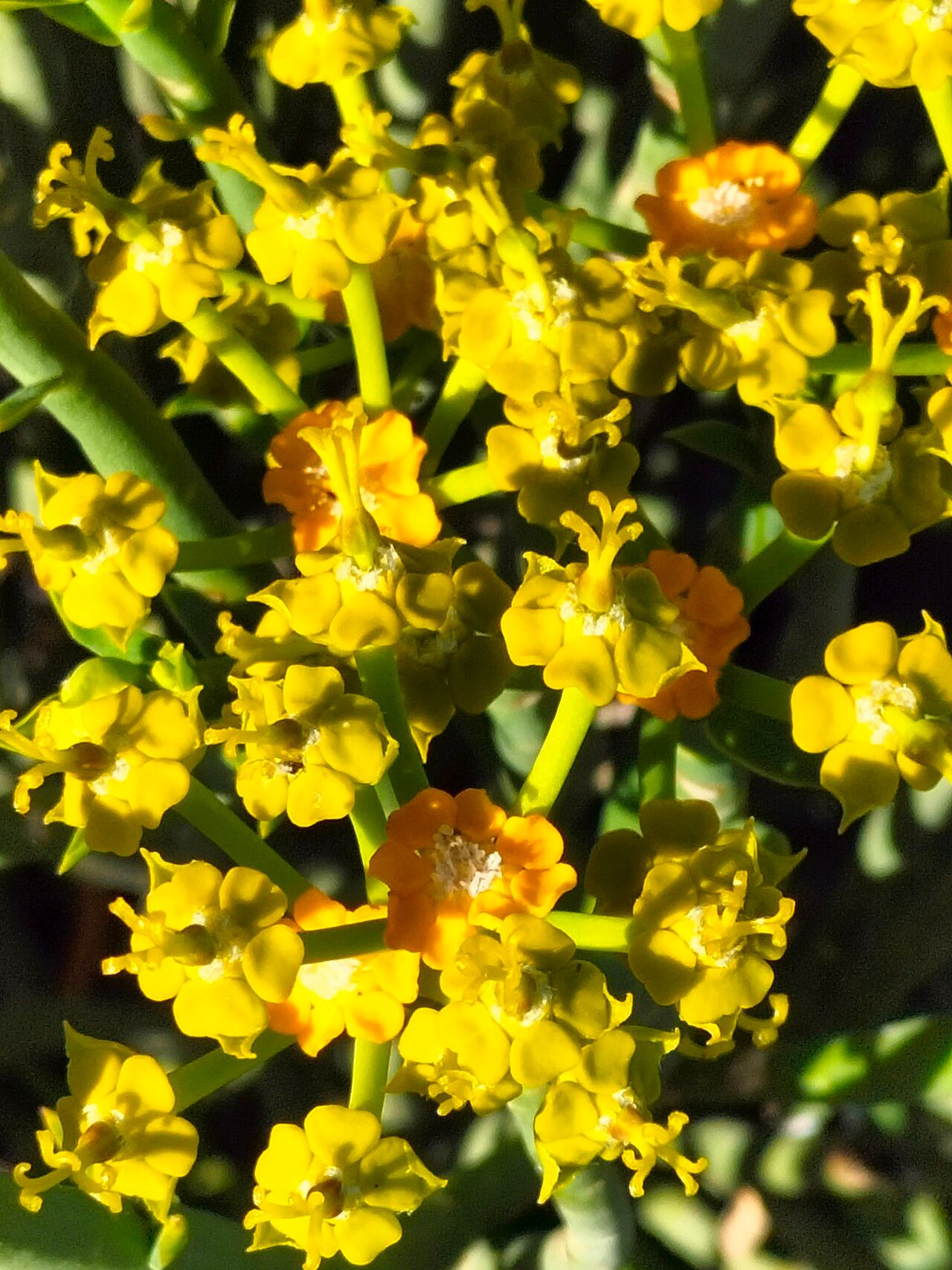 Euphorbia mauritanica flower