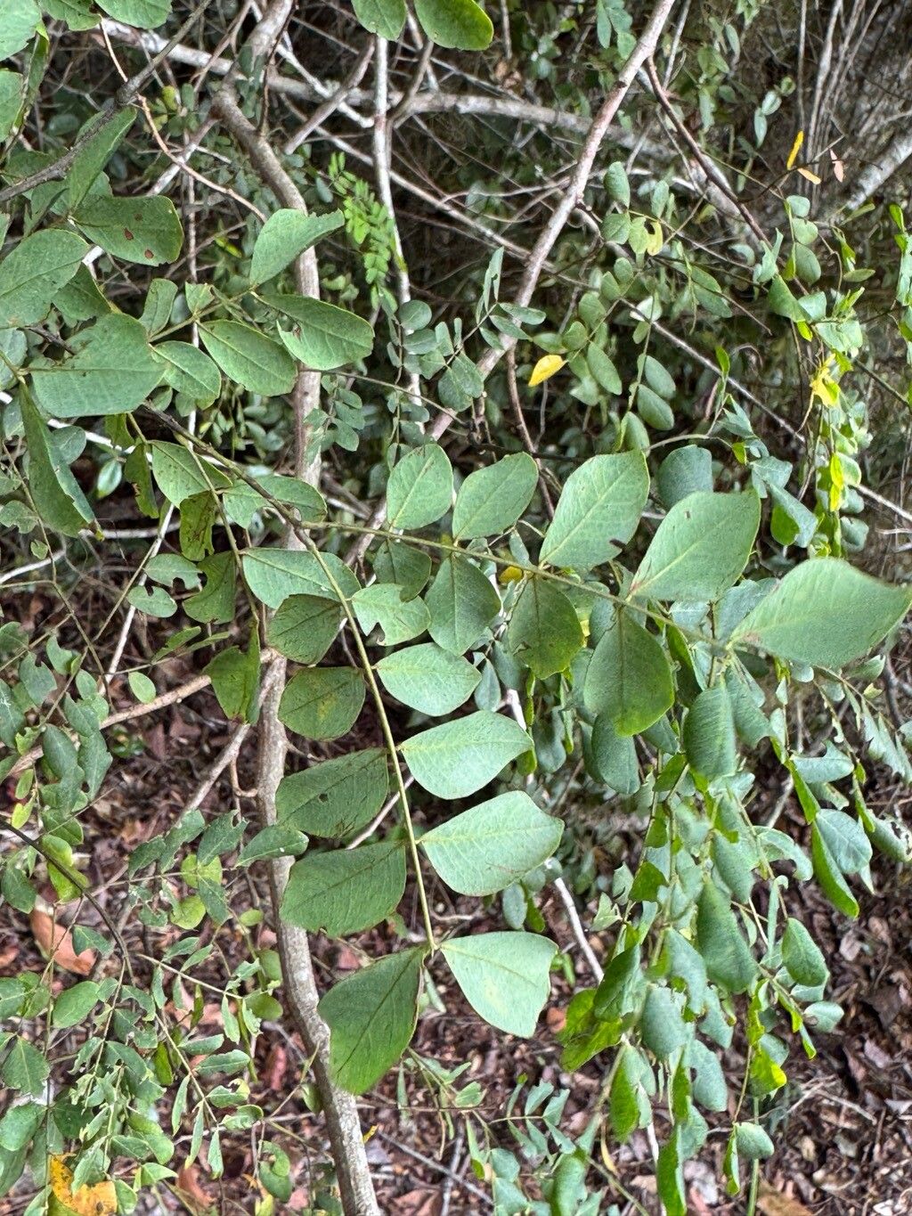 Piptadenia adiantoides — related species from the same genus