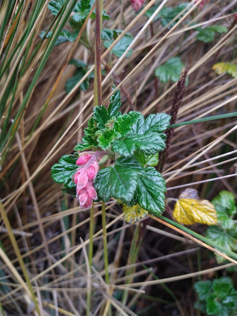 Ribes andicola fruit