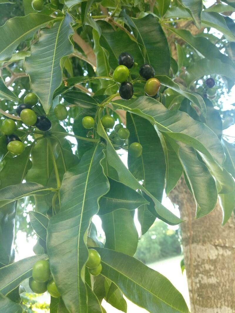 Vepris simplicifolia fruit