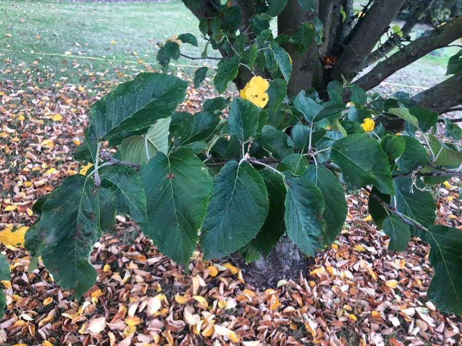 Malus tschonoskii — search result for 'Malus'