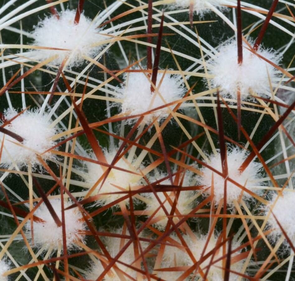 Mammillaria melaleuca — houseplant care guide