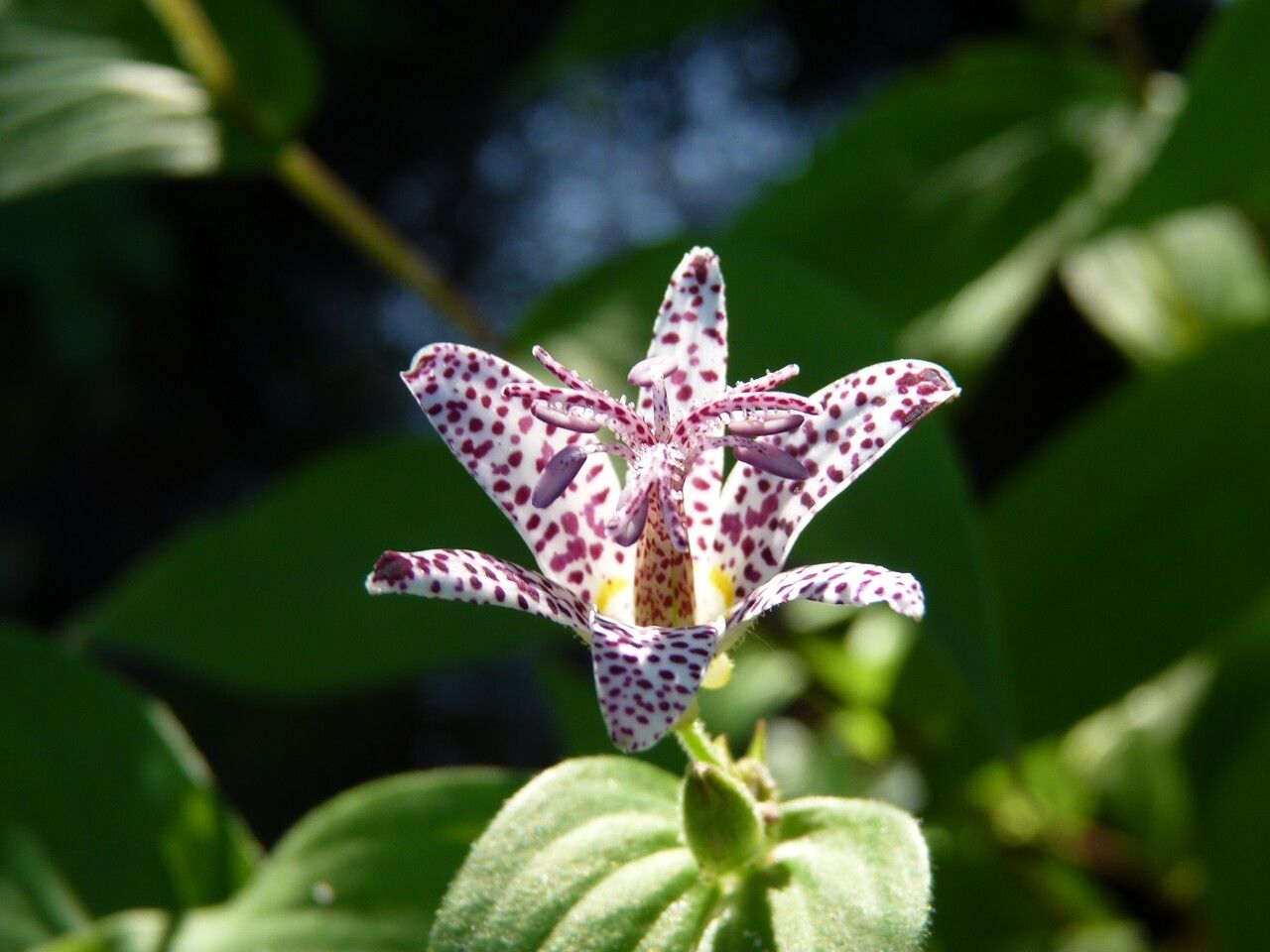 Tricyrtis macropoda flower