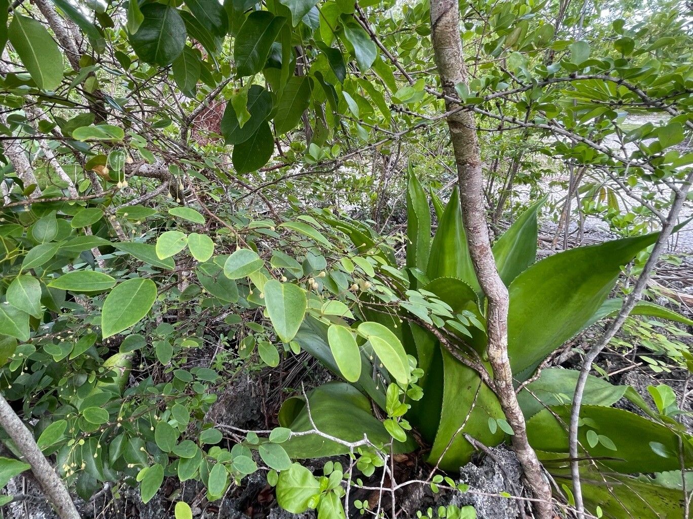 Phyllanthus nutans habit