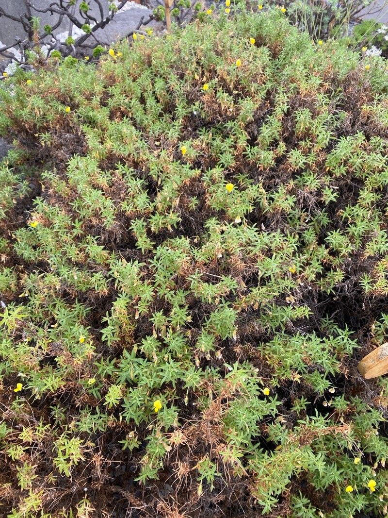 Ononis angustissima leaf