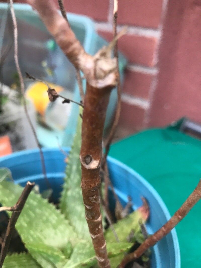 Kalanchoe serrata bark