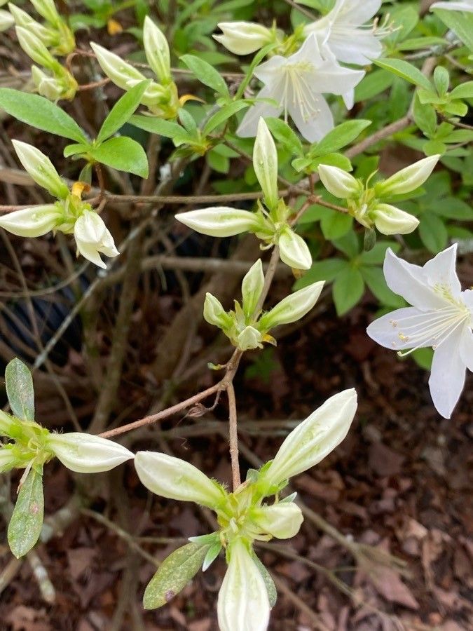 Rhododendron arborescens fruit