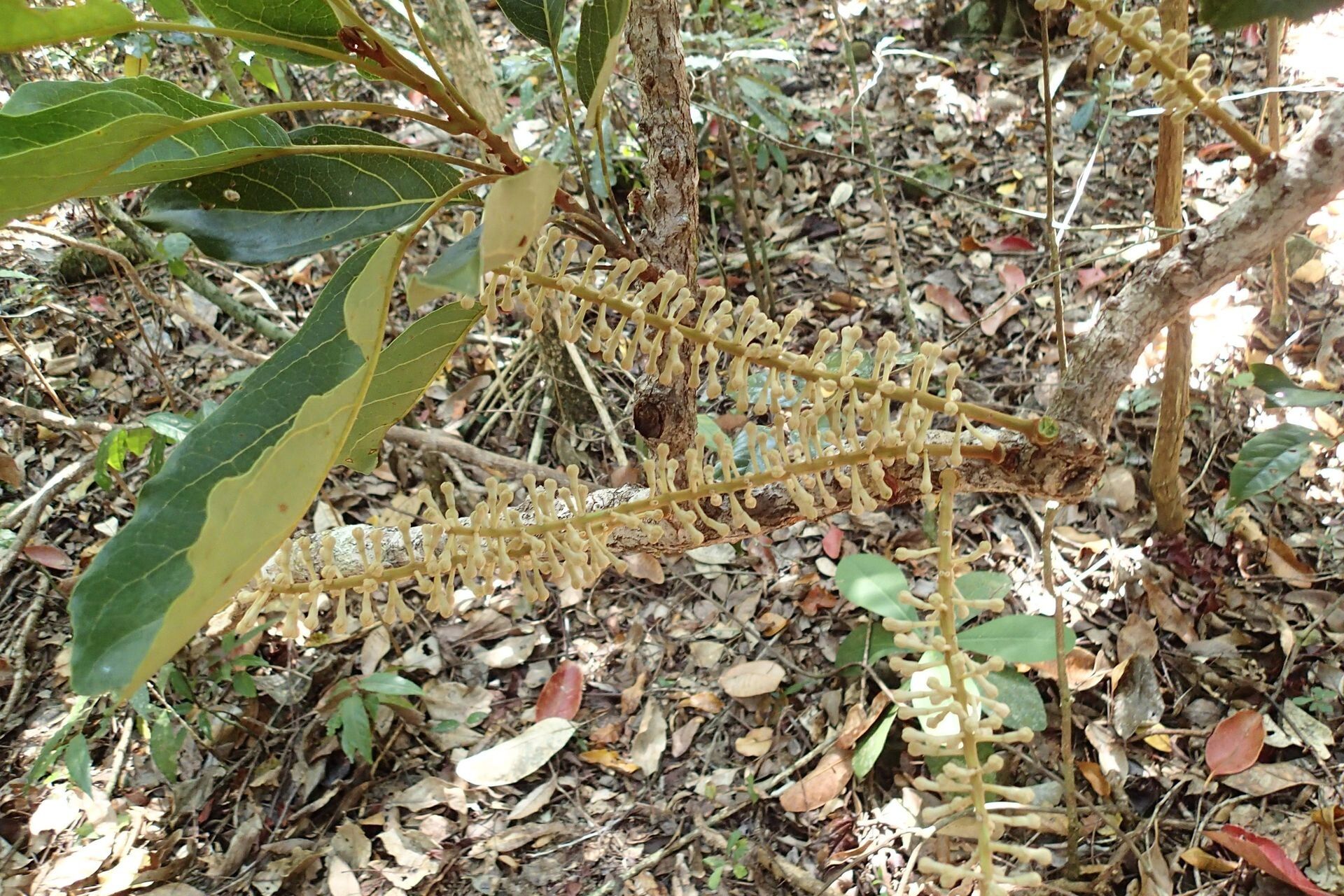 Kermadecia elliptica fruit