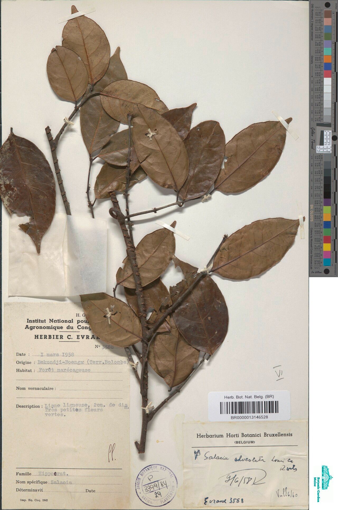 Salacia alveolata — related species from the same genus