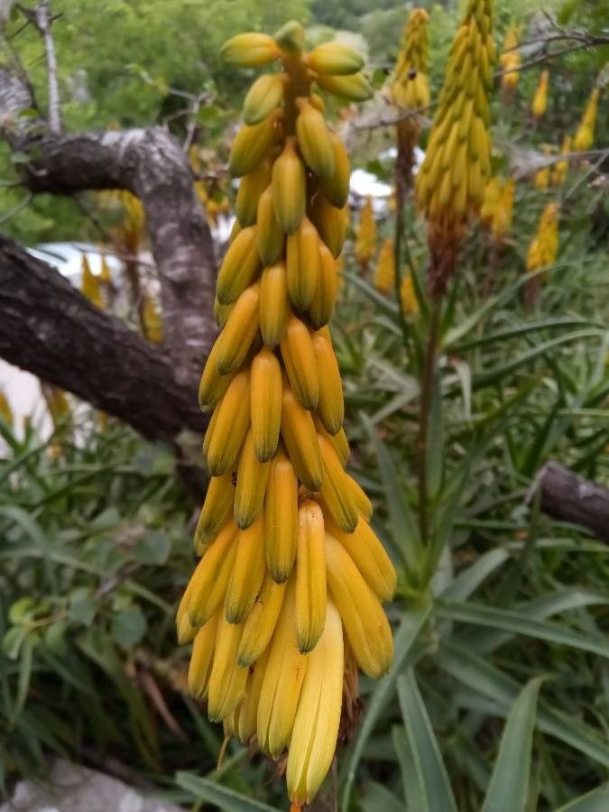 Aloe striatula fruit