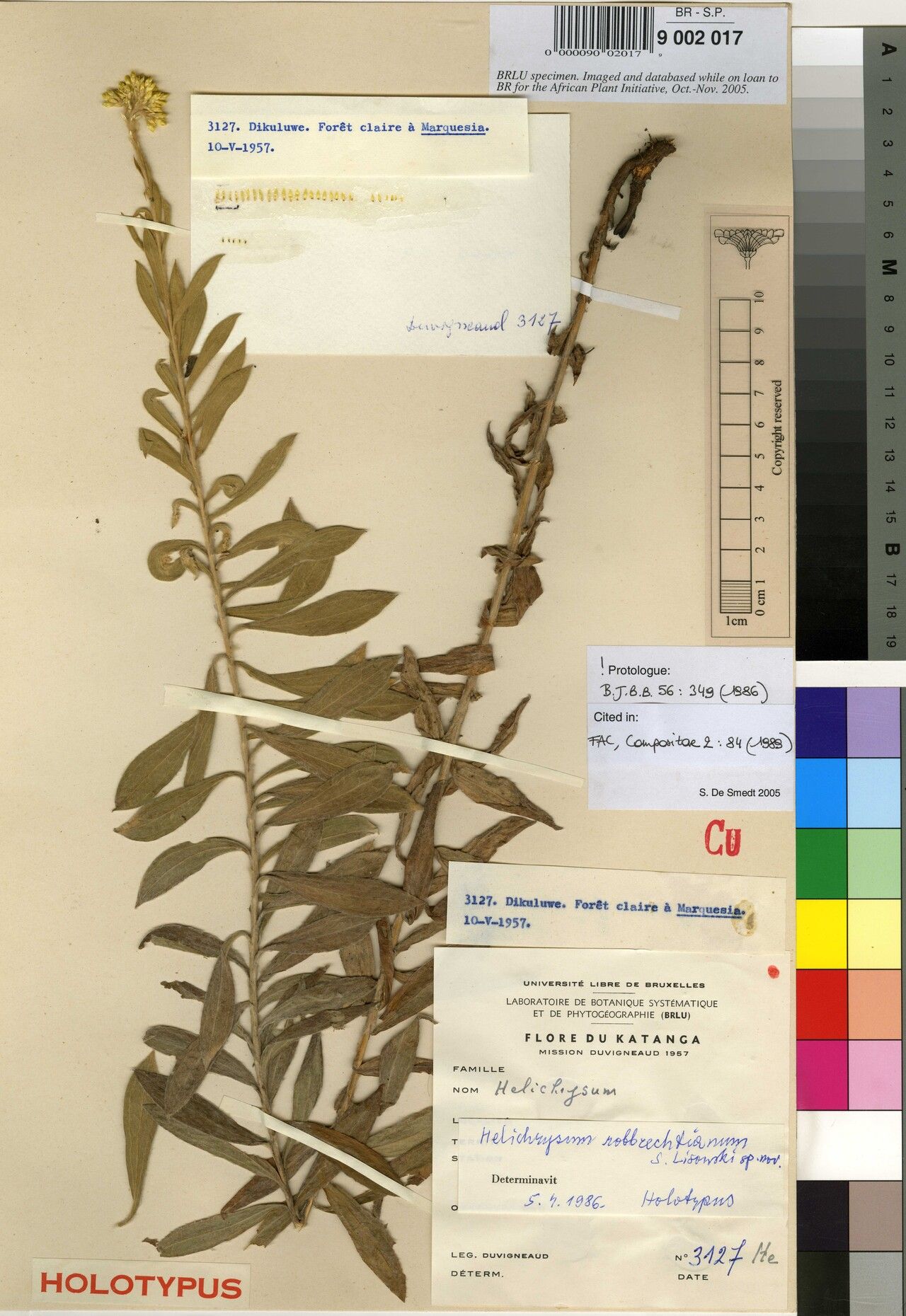 Helichrysum robbrechtianum — search result for 'Helichrysum'