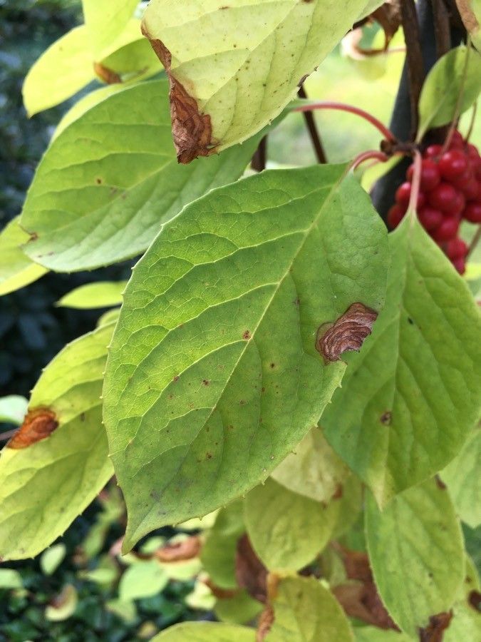 Schisandra chinensis leaf