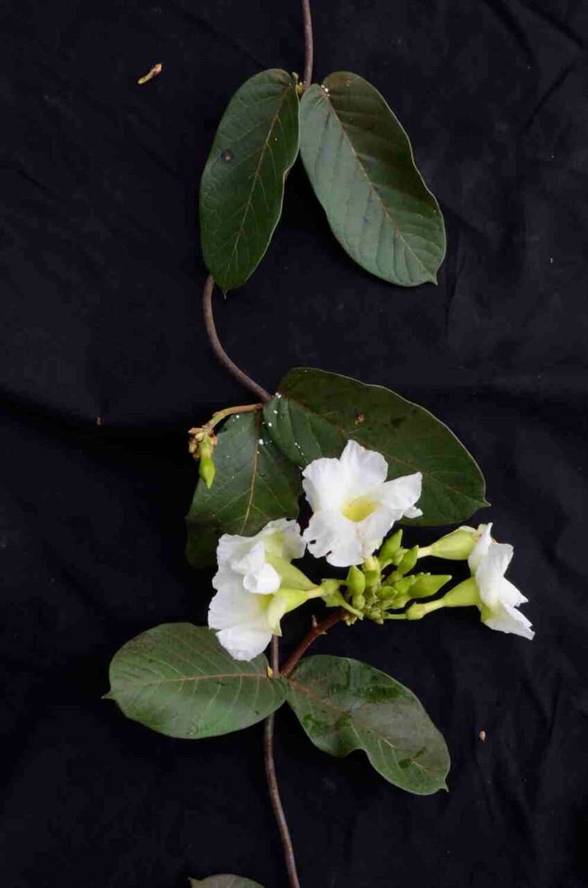 Odontadenia lutea leaf