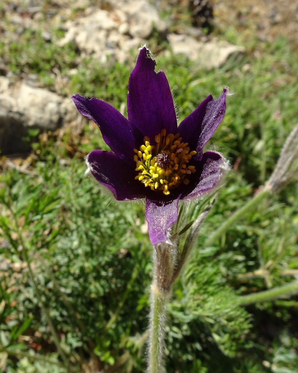 Anemone pulsatilla flower