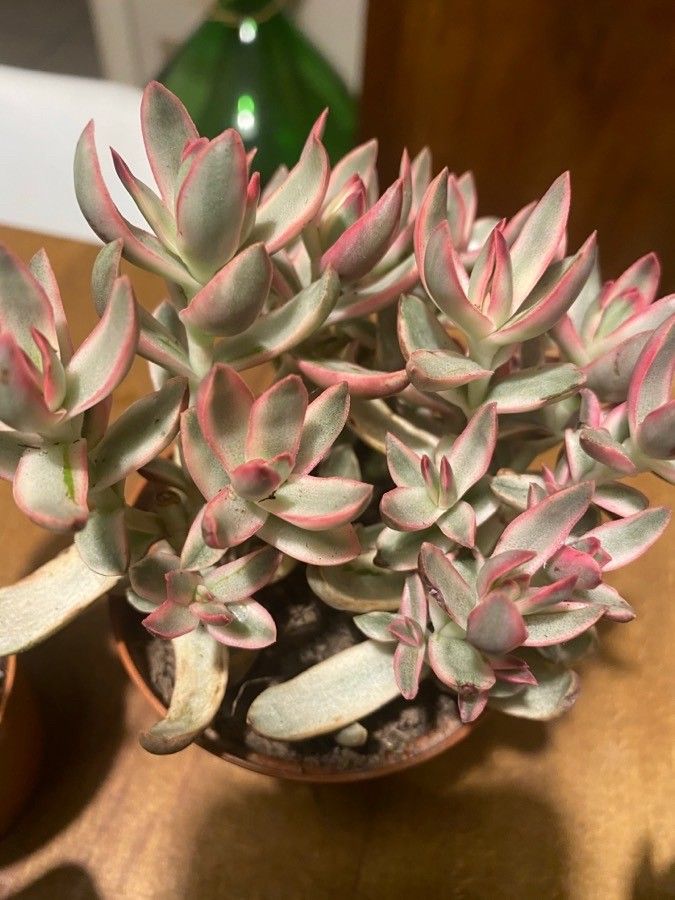 Crassula rubricaulis