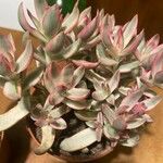 Crassula rubricaulis
