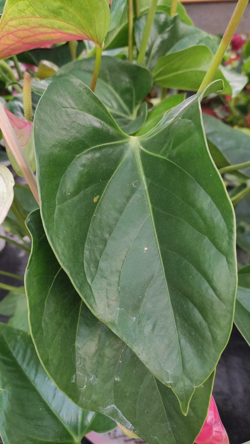 Anthurium spp. — search result for 'Anthurium'