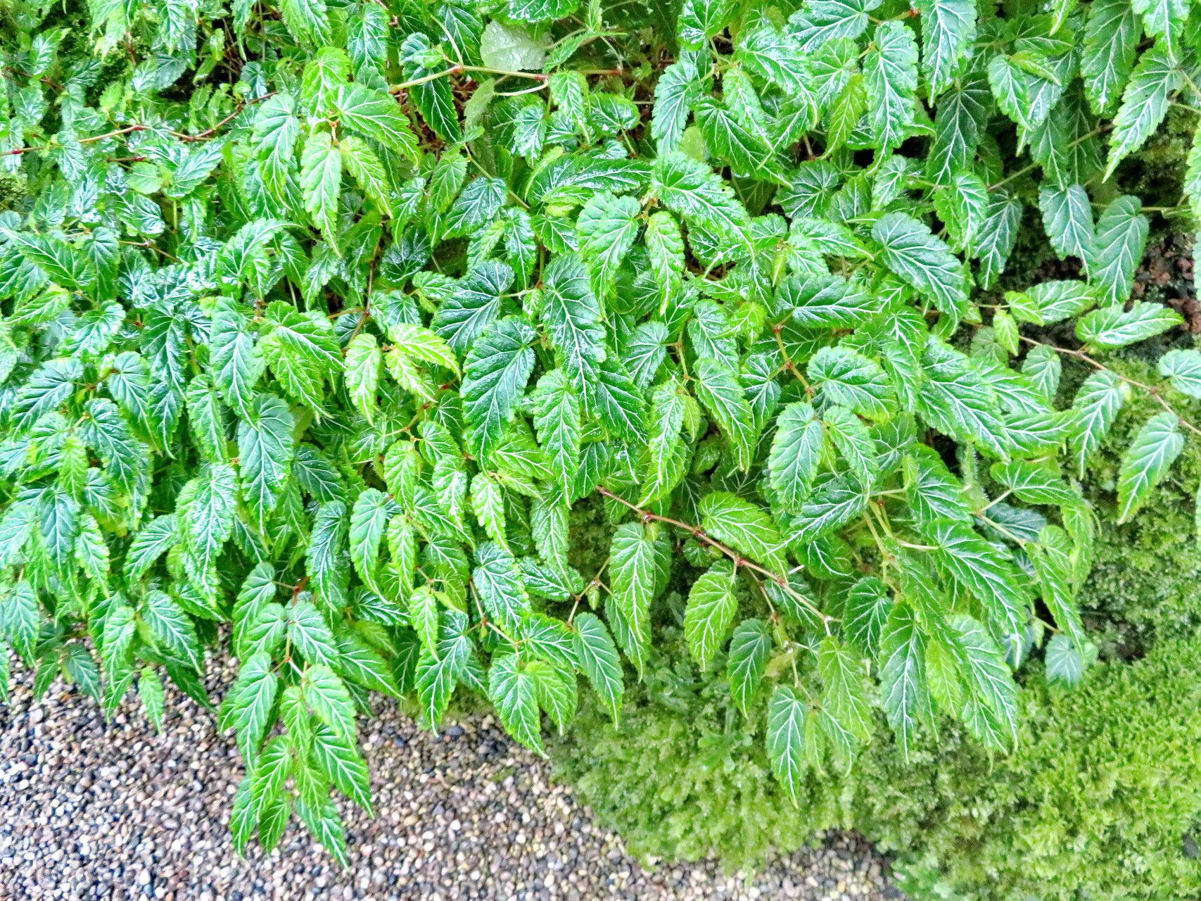 Begonia vareschii habit