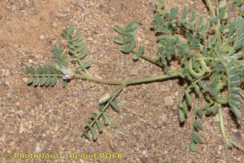 Astragalus mareoticus other