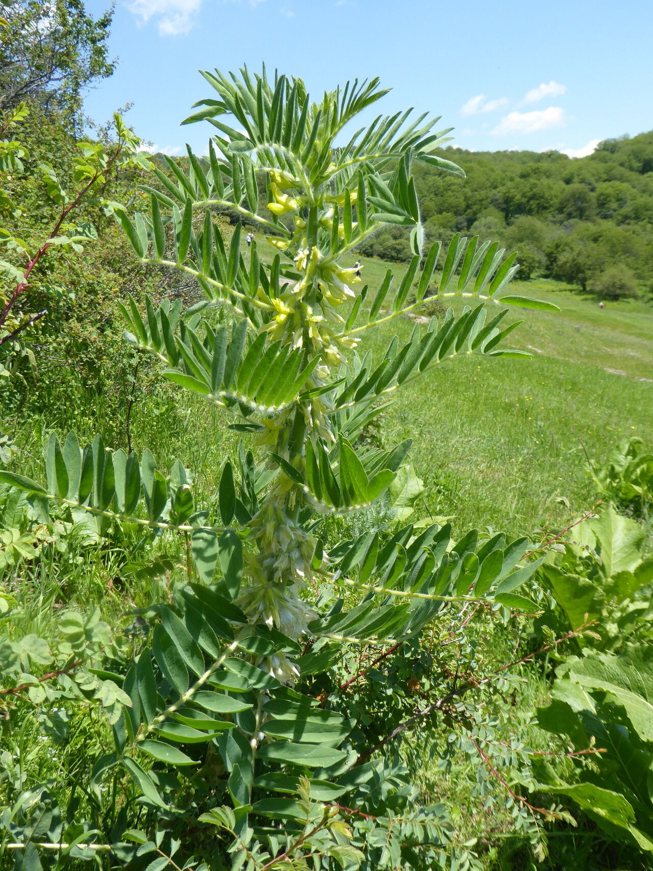 Oxytropis argentata — related species from the same genus