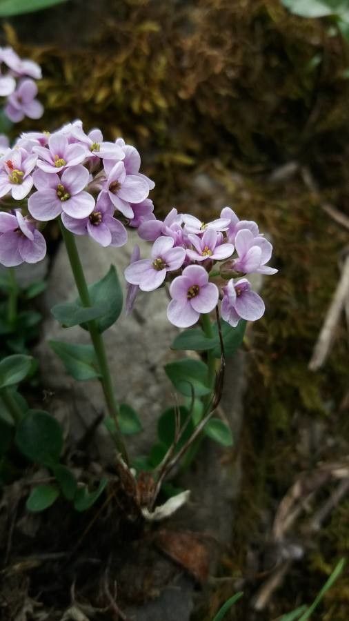 Noccaea corymbosa — search result for 'Noccaea'