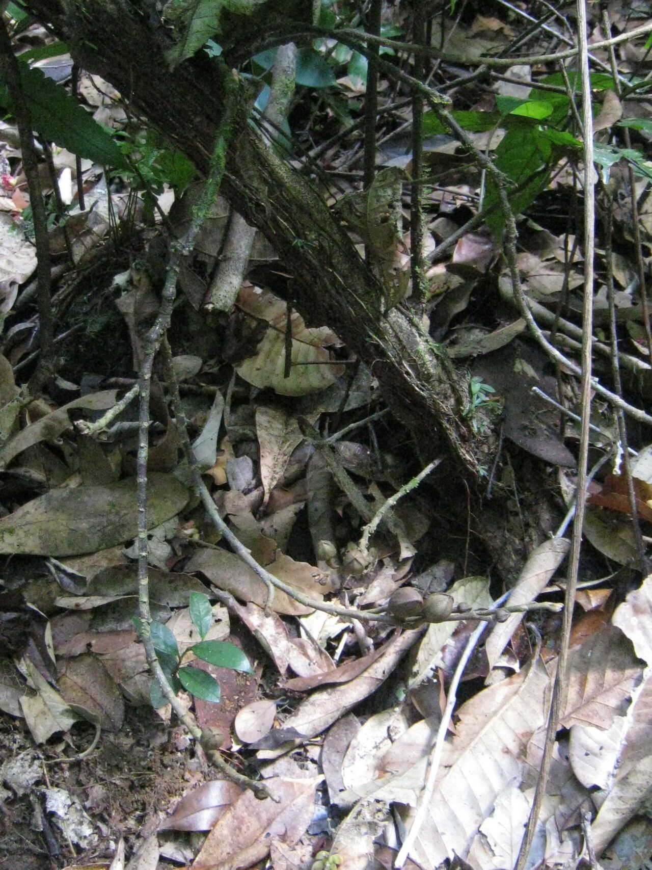 Duguetia cadaverica bark