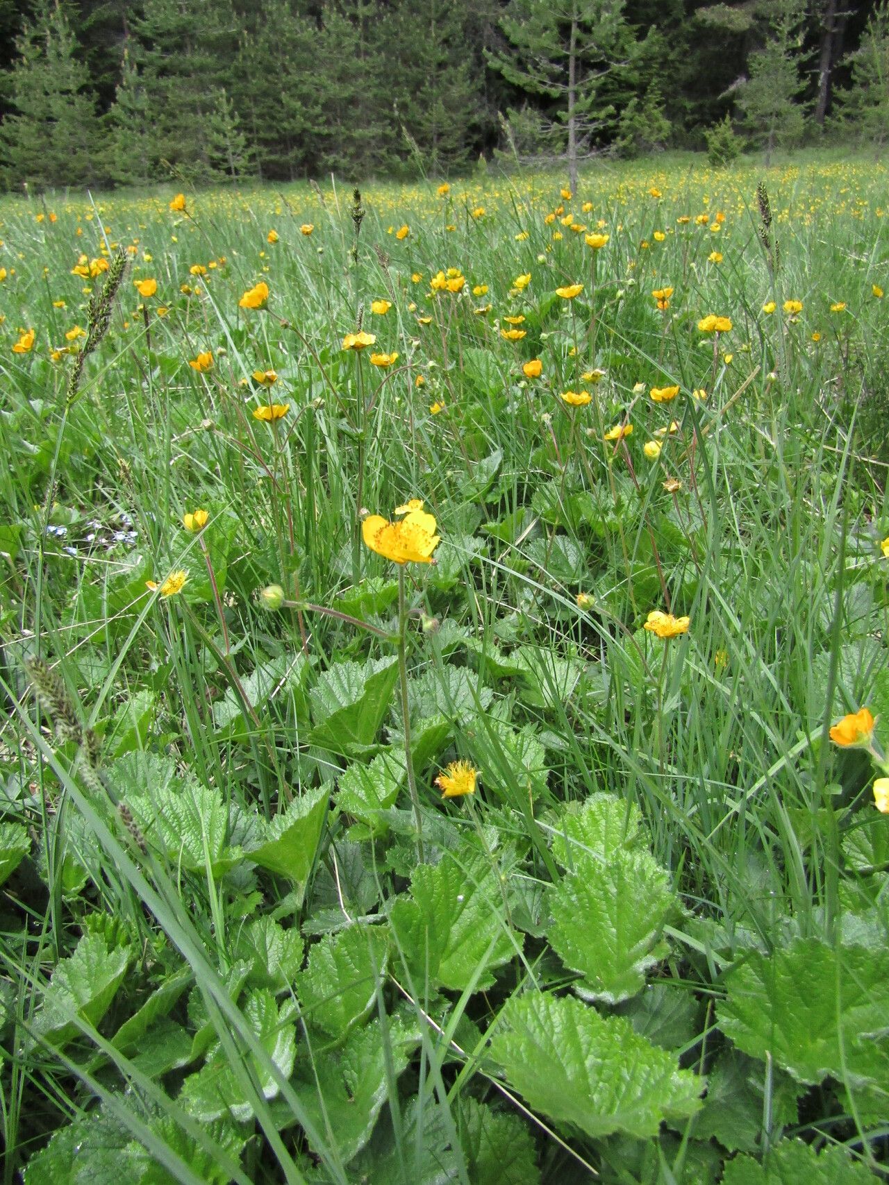 Geum rhodopeum habit
