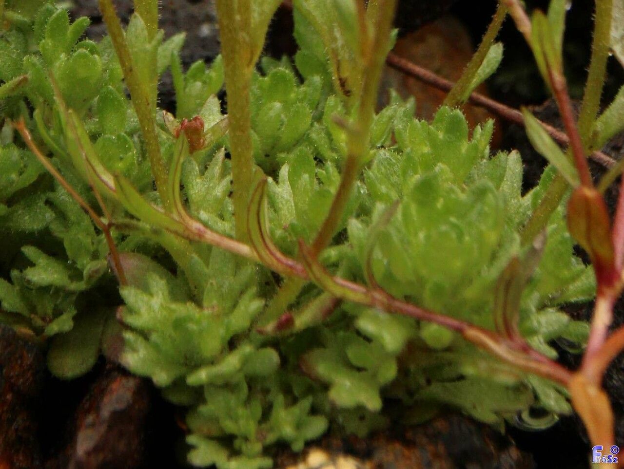 Saxifraga cespitosa leaf