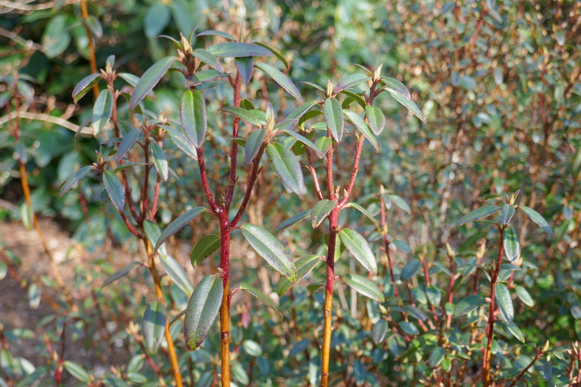 Rhododendron bracteatum — houseplant care guide
