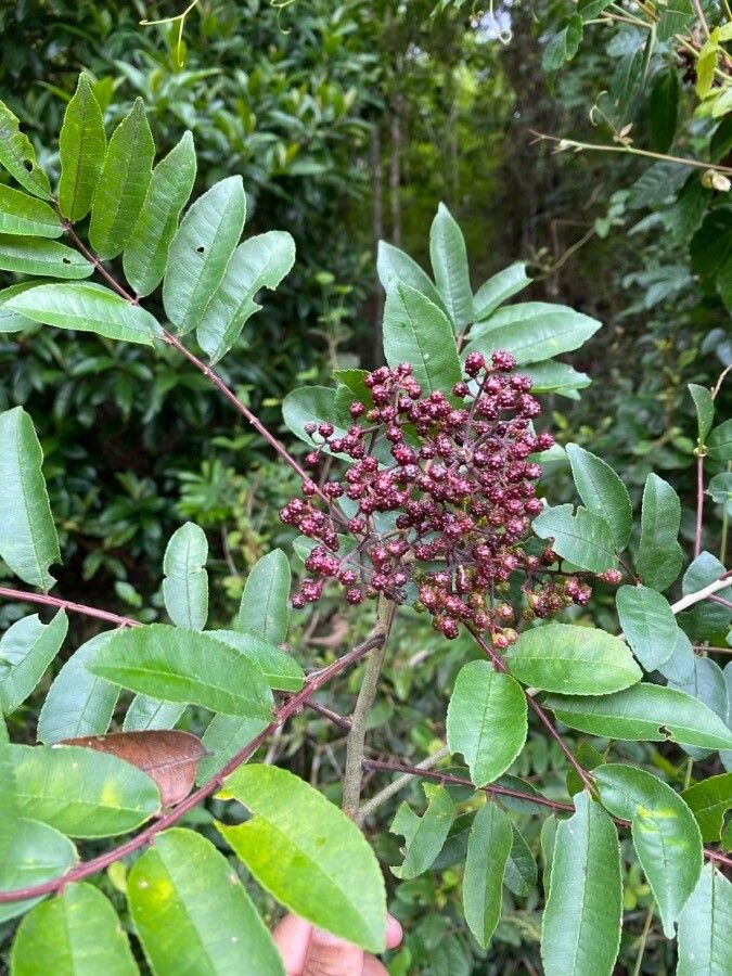 Zanthoxylum rhoifolium fruit