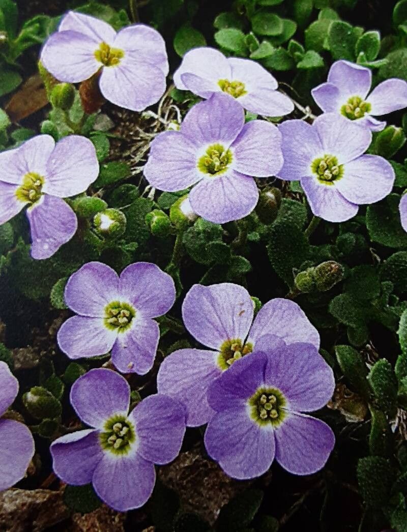 Aubrieta scardica — houseplant care guide