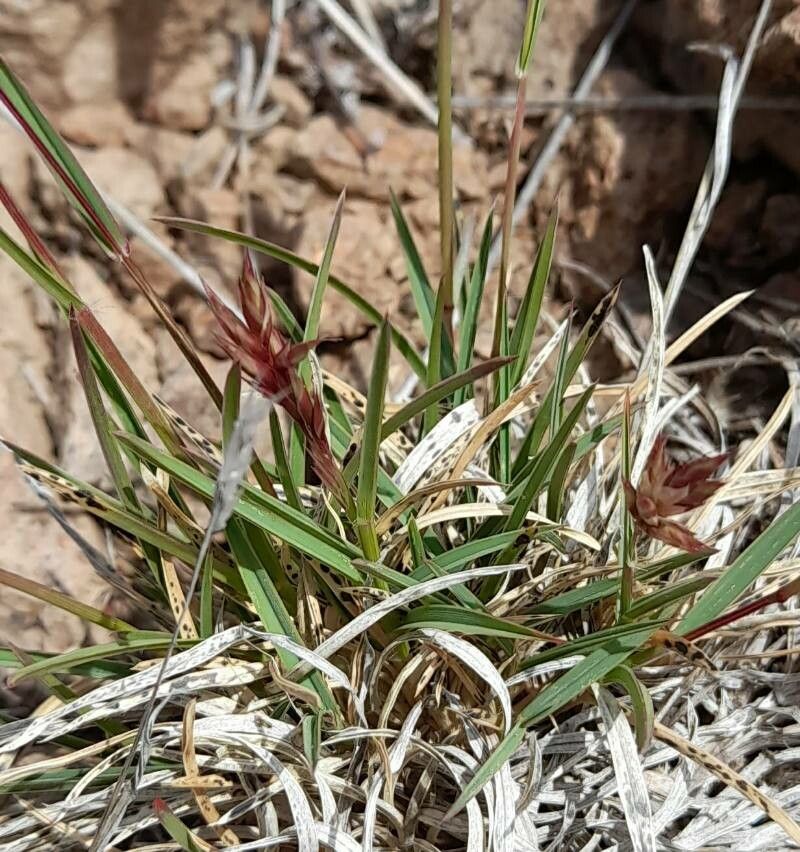 Erioneuron pilosum — houseplant care guide