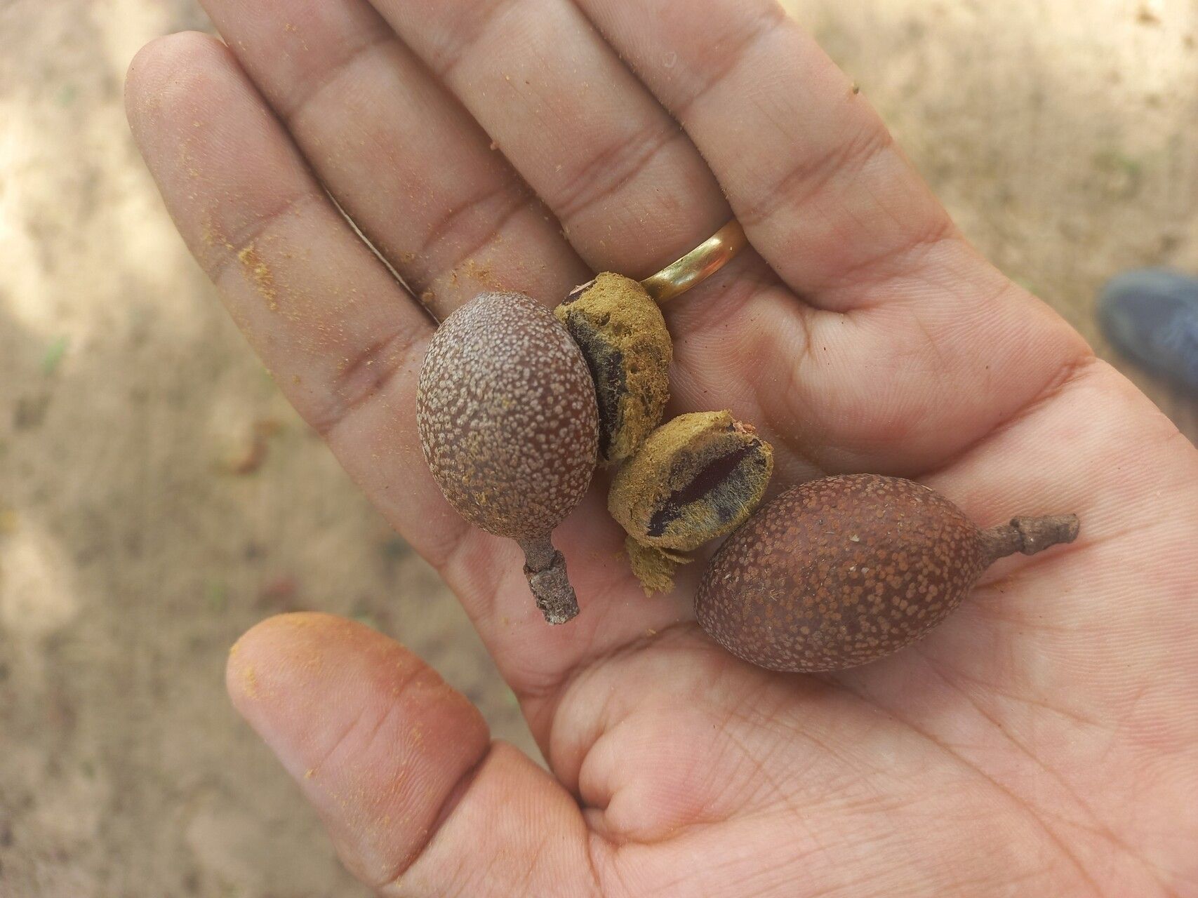 Hymenaea parvifolia fruit