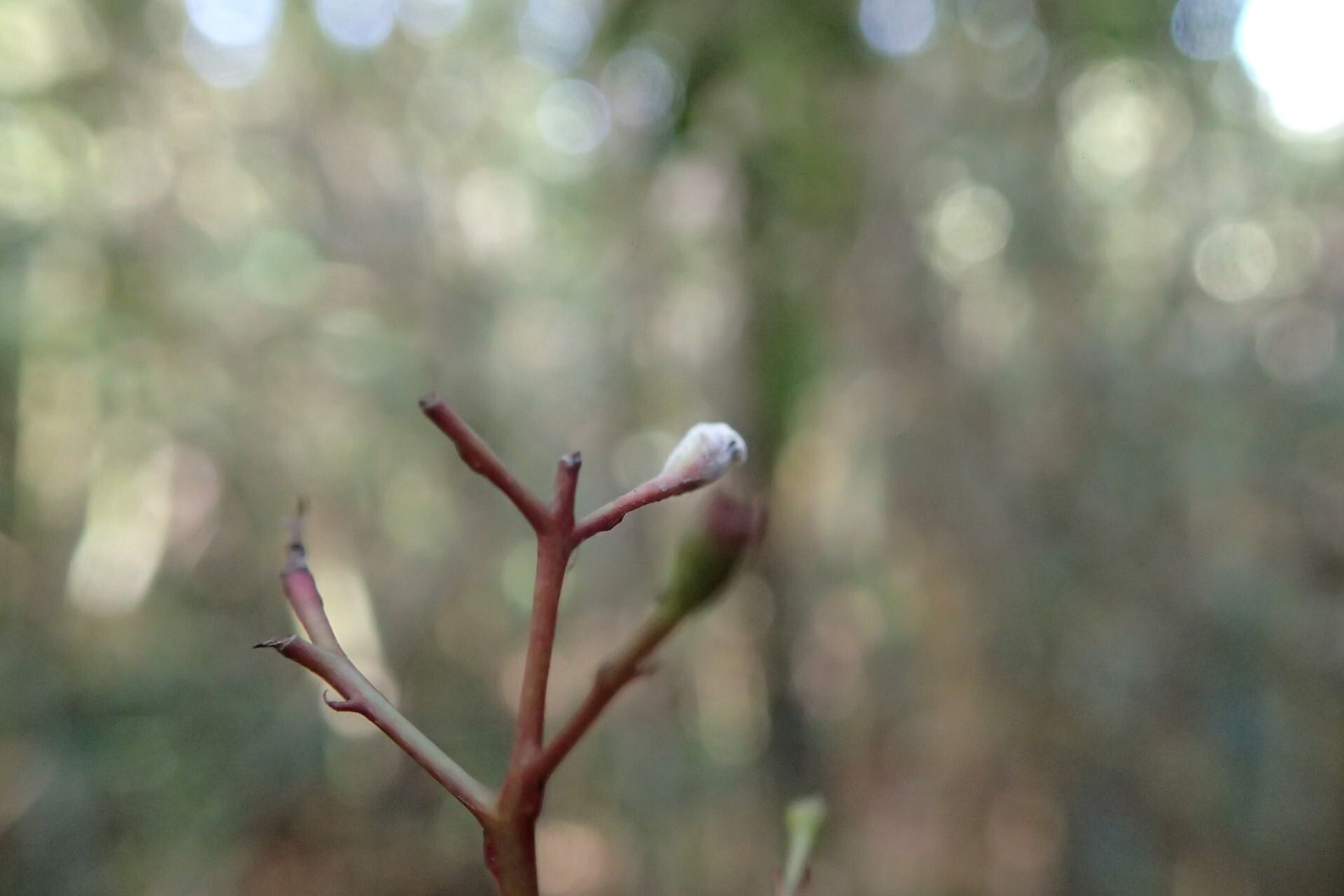 Ixora ixoroides bark