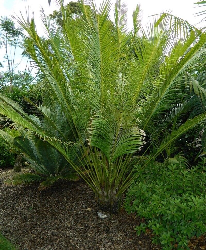 Cycas szechuanensis — search result for 'Cycas'