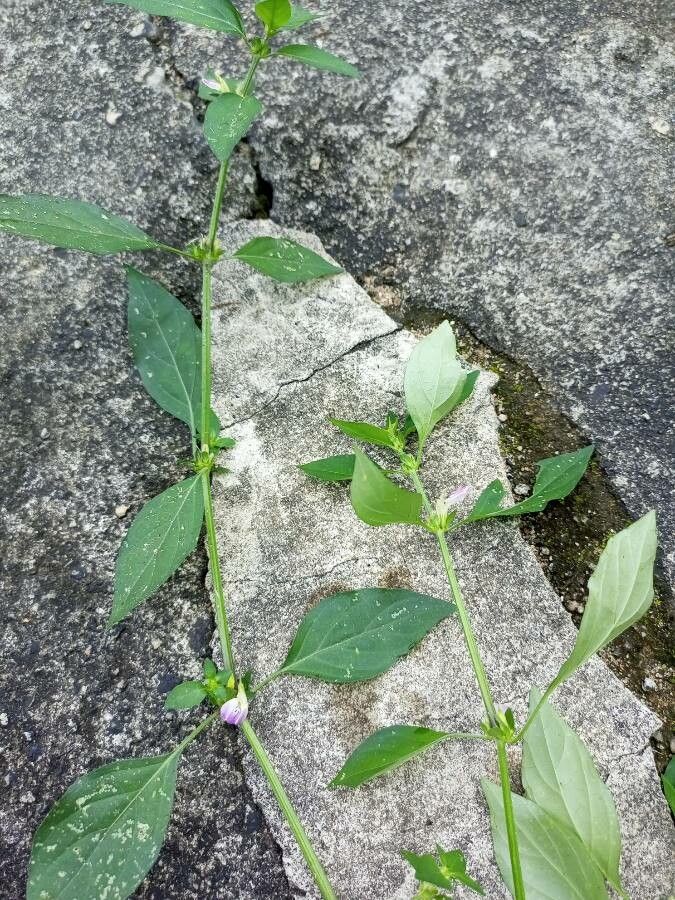Justicia insularis flower