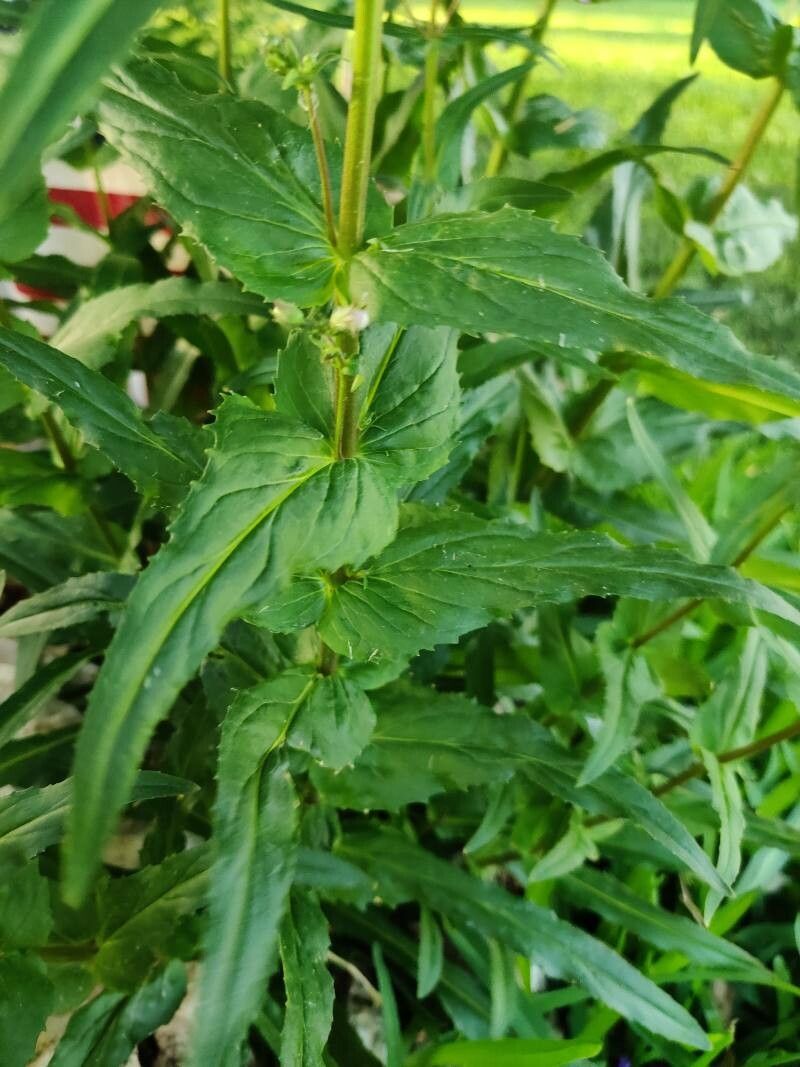 Penstemon tenuis — search result for 'Penstemon'