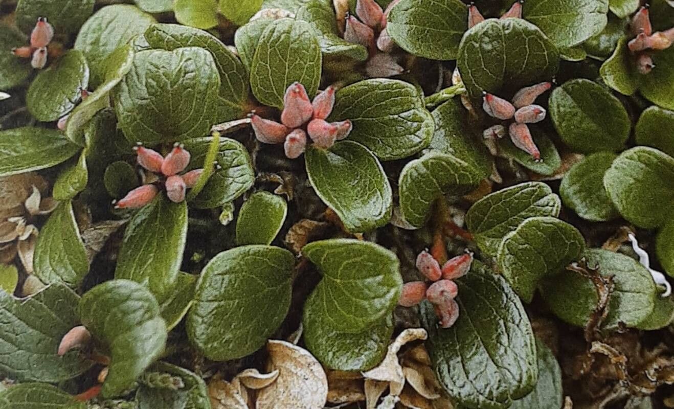 Salix erythrocarpa — houseplant care guide