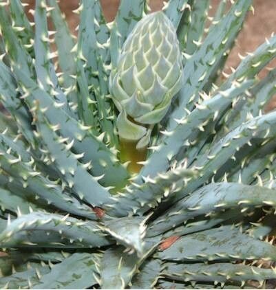 Aloe longistyla — houseplant care guide