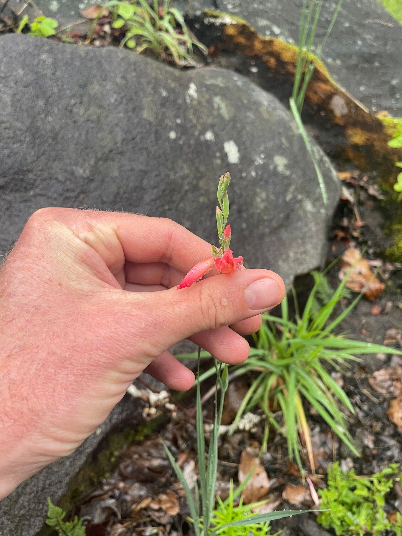 Gladiolus oligophlebius — houseplant care guide