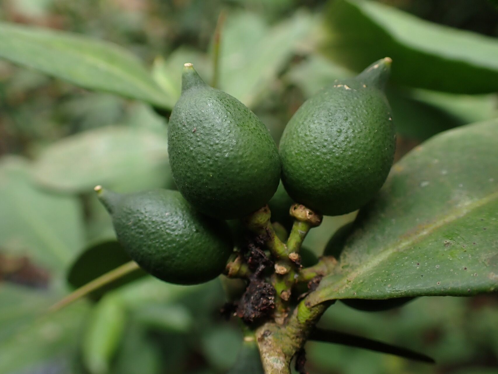 Citropsis articulata fruit