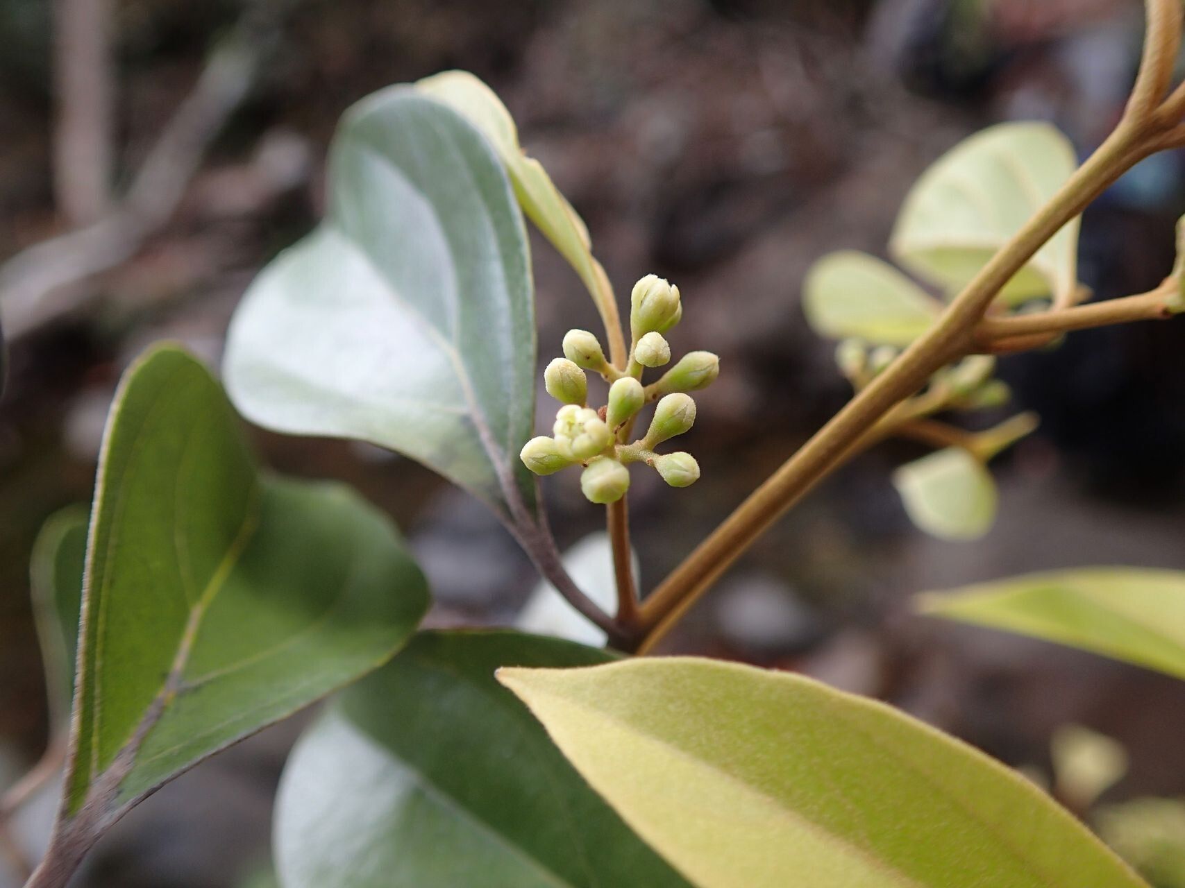Cryptocarya transversa flower