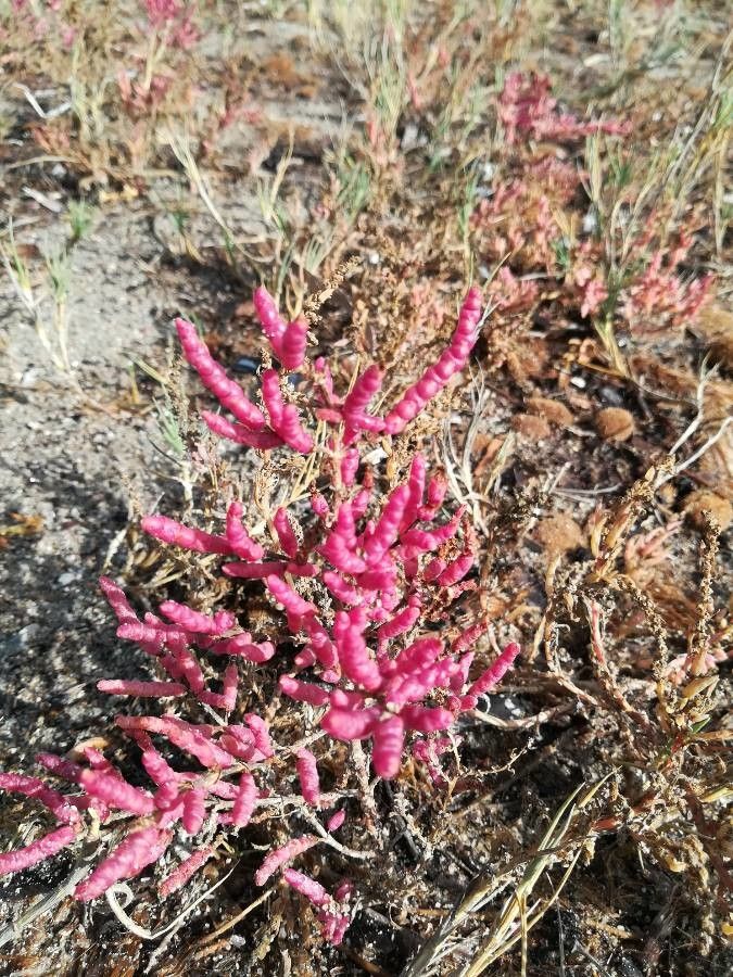 Salicornia europaea fruit