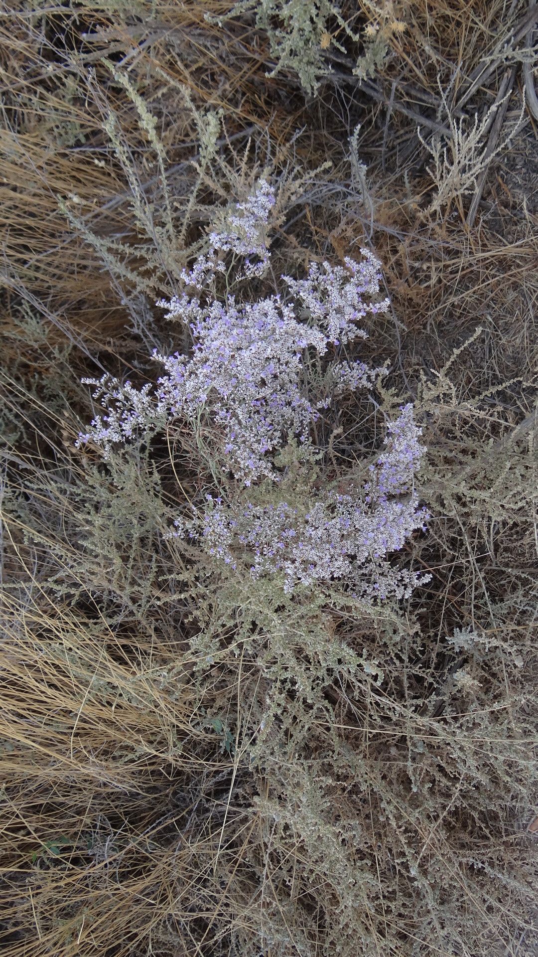 Limonium toletanum leaf