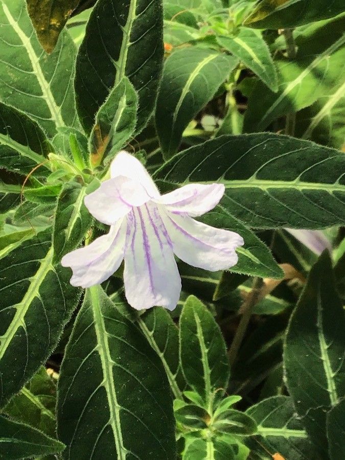Ruellia makoyana flower