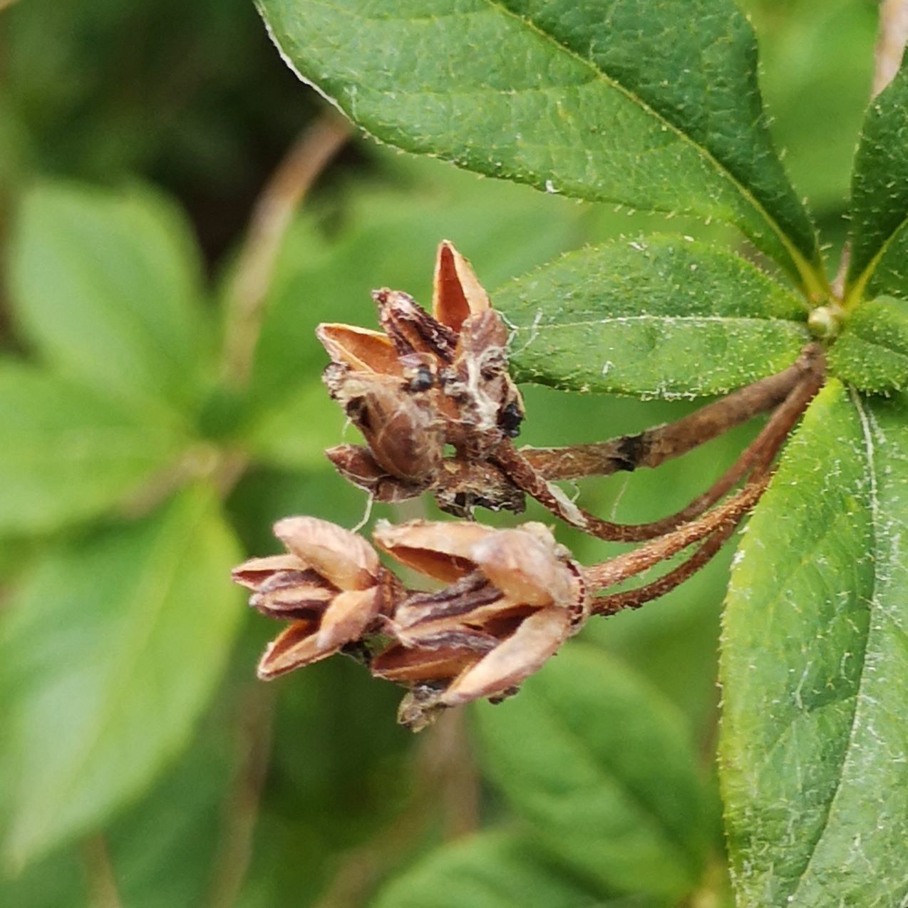 Rhododendron albiflorum fruit