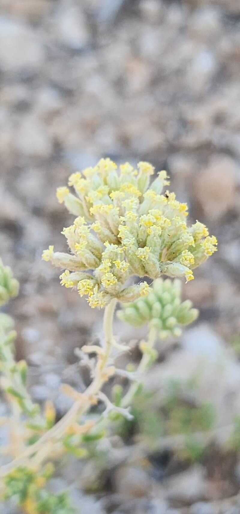 Achillea eriophora fruit