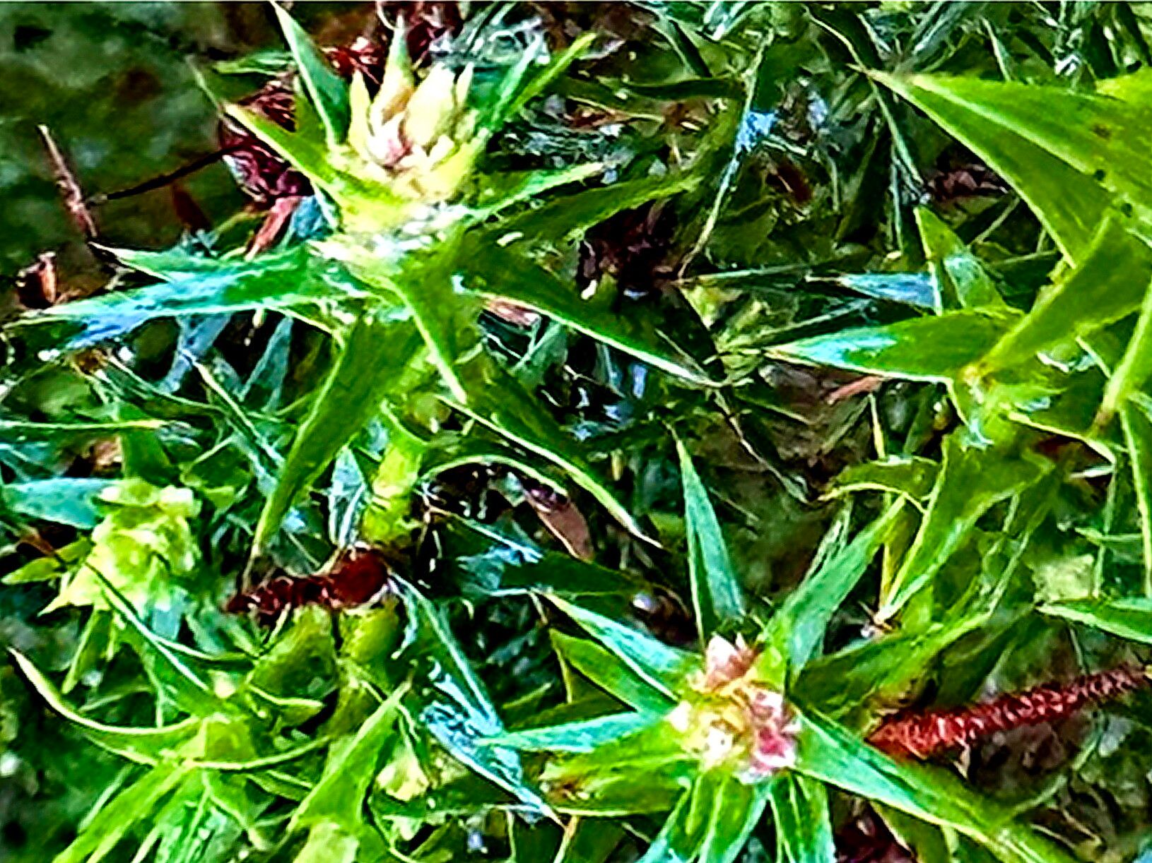 Richea procera — houseplant care guide