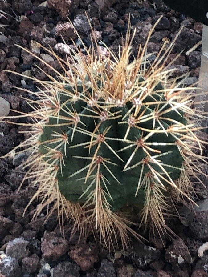 Melocactus ernestii leaf